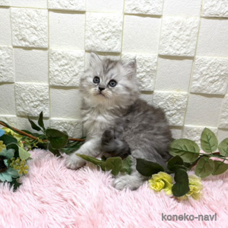 販売中の埼玉県のミヌエット-119505の2枚目